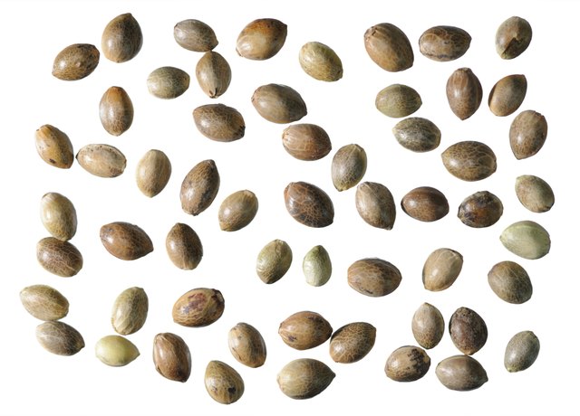 Hemp seeds