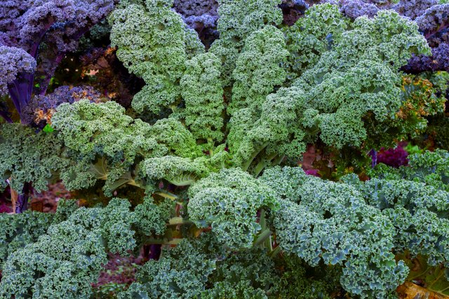 curly kale