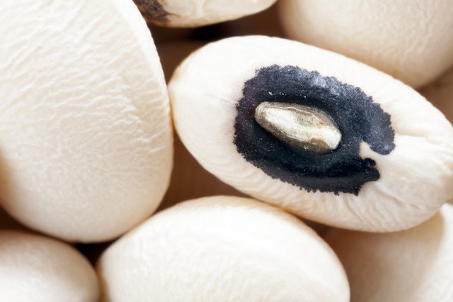 Black-Eyed Pea