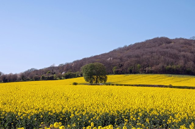 Canola Crops