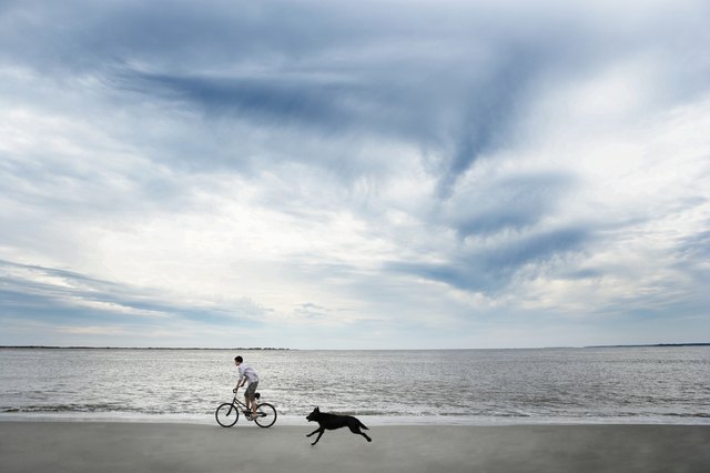 Dog chasing after boy (14-15) riding bike along beach, side view