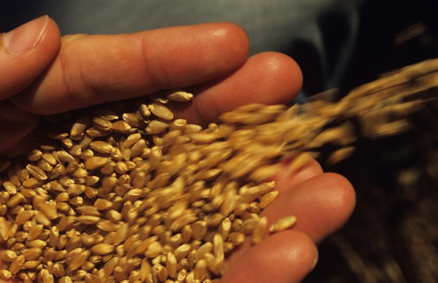 Wheat seeds spilling from hand, close-up