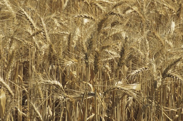 Golden wheat field, close-up