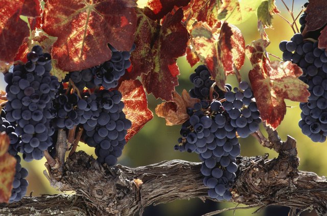 Vine branch with grapes, Wine Country, Napa Valley, CA, USA