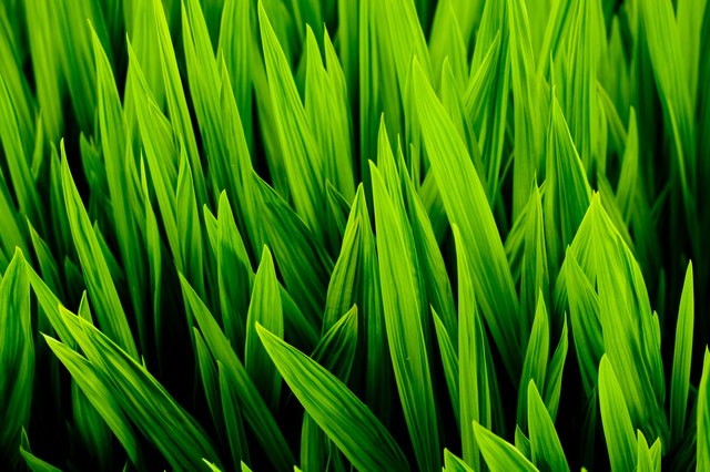 Blades of wheat grass