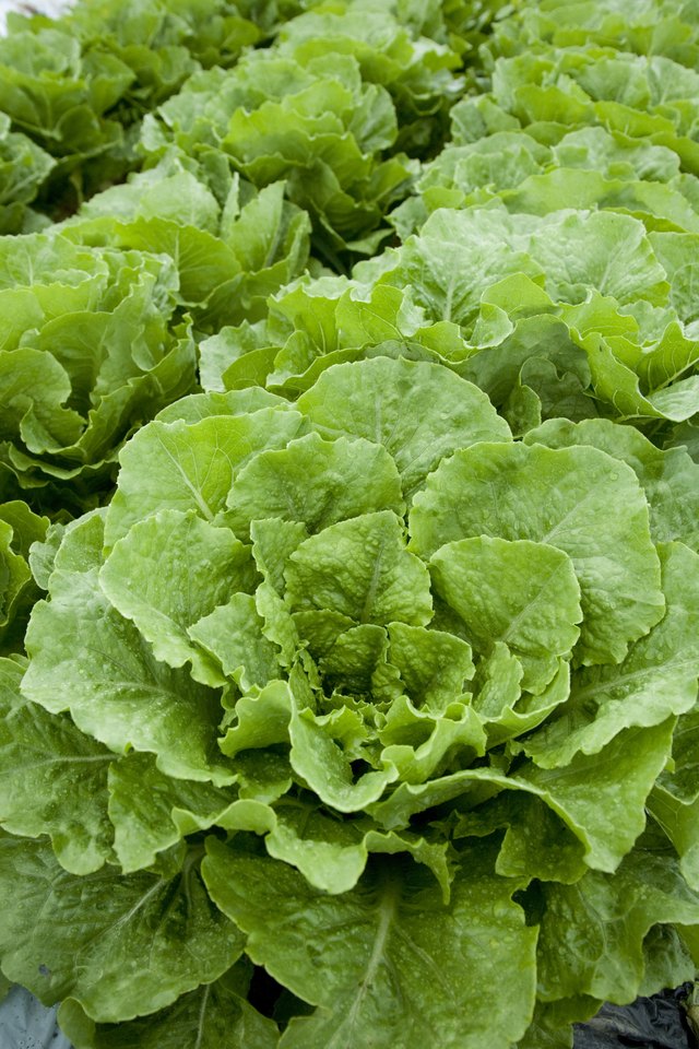 Is There Anything That Helps Digest Lettuce? | Livestrong.com