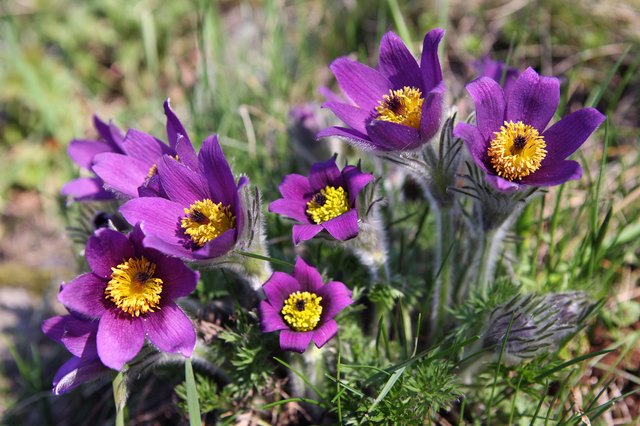 pasqueflower (Pulsatilla vernalis)