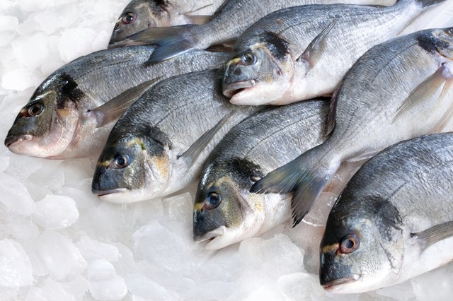 Gilthead (Sparus aurata) on ice