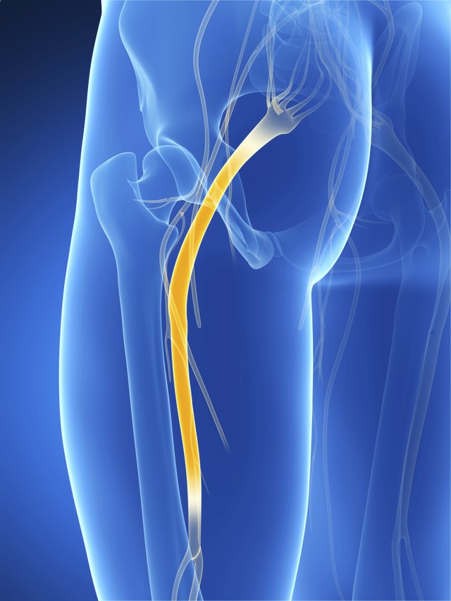sciatic nerve