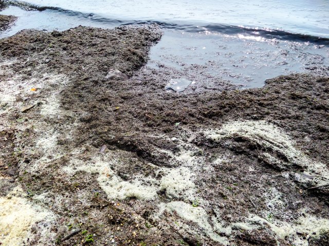 shells die on beach