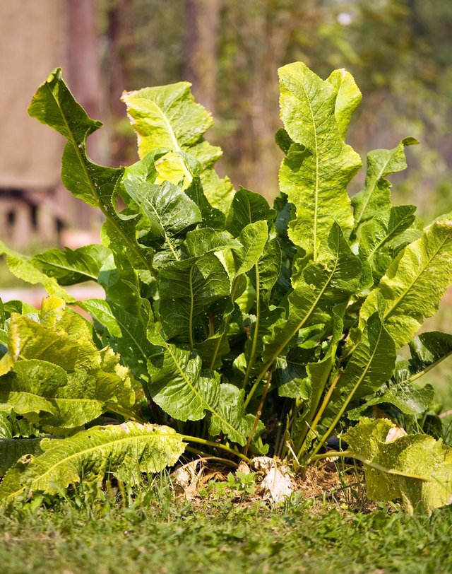 Plant of horse radish