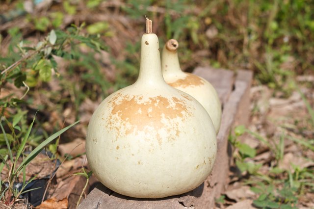 Drying Bottle gourd for keep the seed.