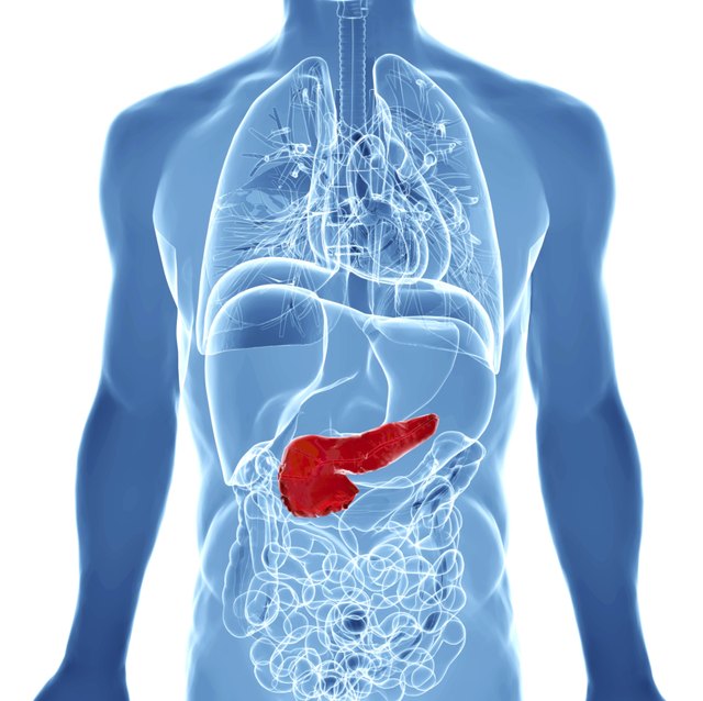 3d rendered illustration of the male pancreas