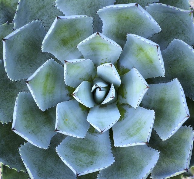 agave-health-benefits-livestrong