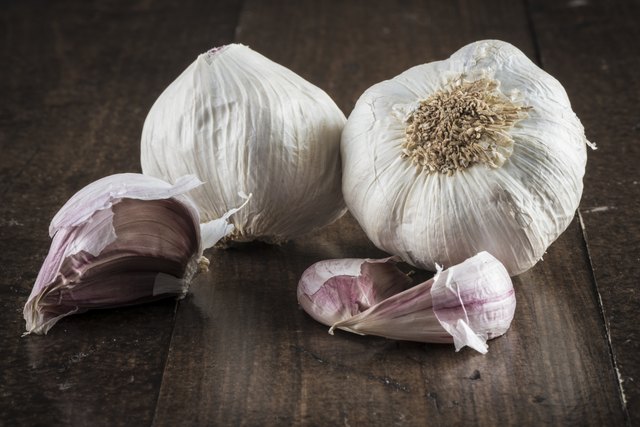 Garlic