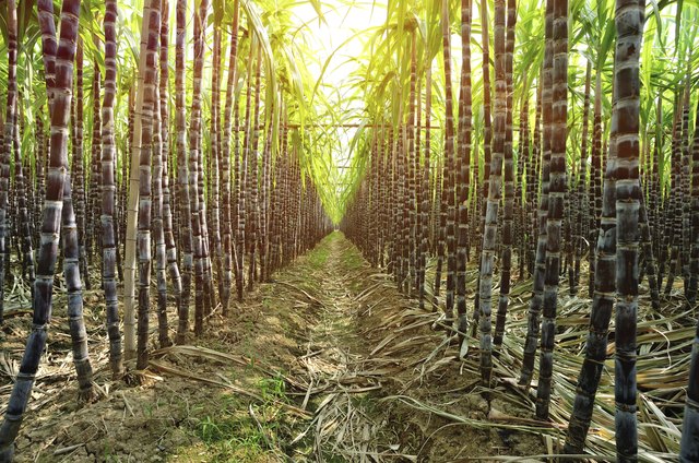 sugarcane plants