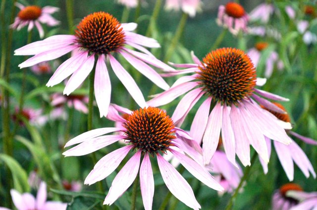 Does Echinacea Thin Your Blood? | Livestrong.com