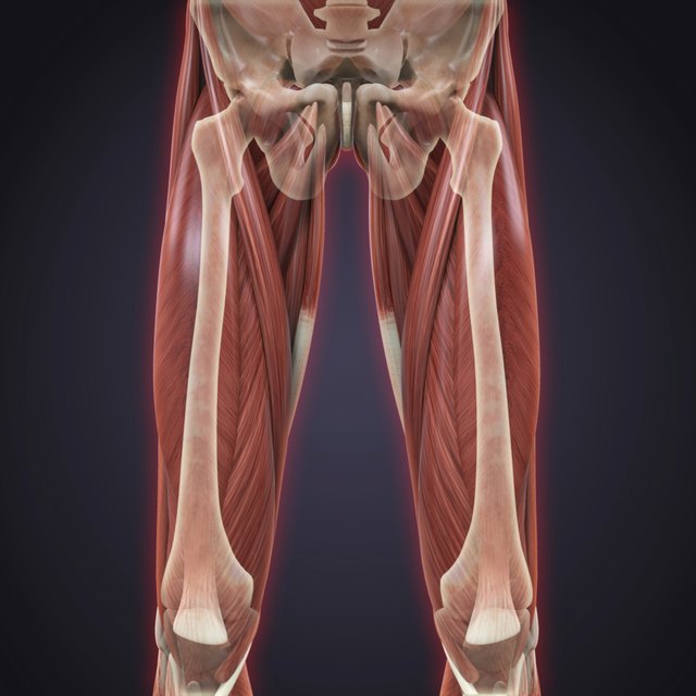 Sartorius & Gracilis Injuries | Livestrong.com