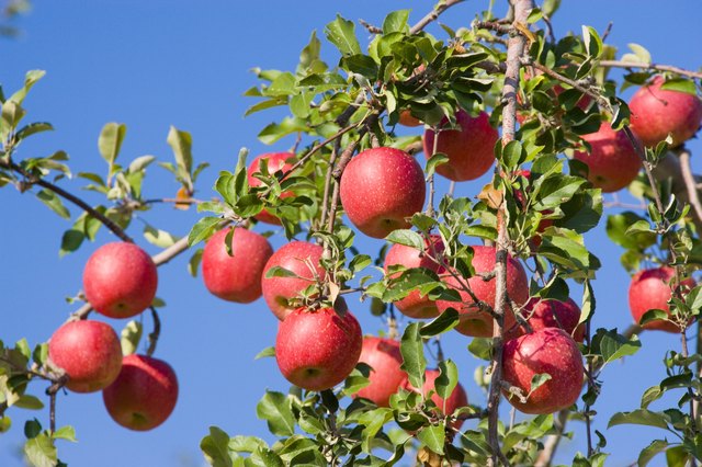 Red apple trees in an orchard. Hirosaki, Aomori Prefecture, Japan