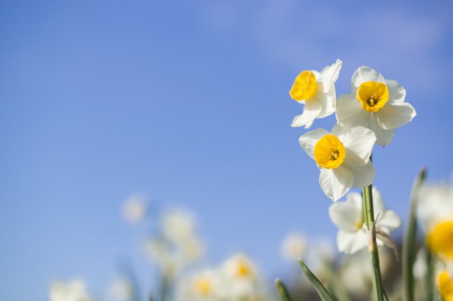 Narcissuses