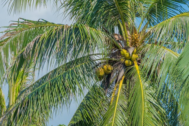 Sweet coconut tree on blue sky