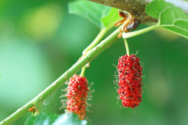 Fresh ripe mulberry berries on tree - Fresh mulberry
