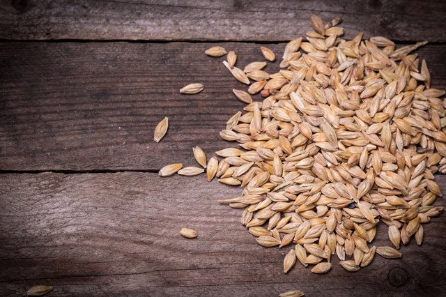 Barley