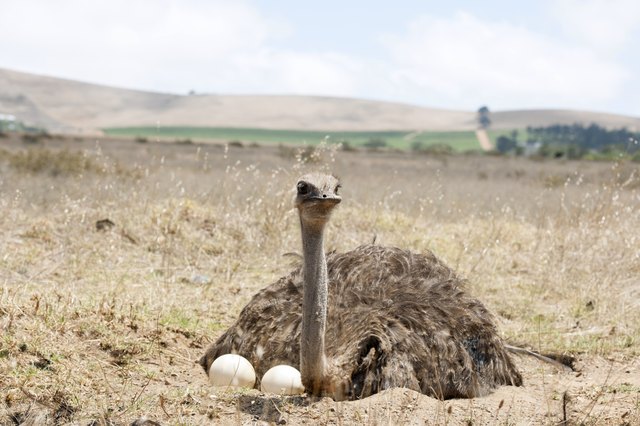 Adult ostrich on eggs