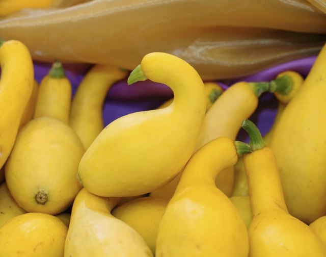Crookneck squash (botanical name: Cucurbita pepo; species: Yello