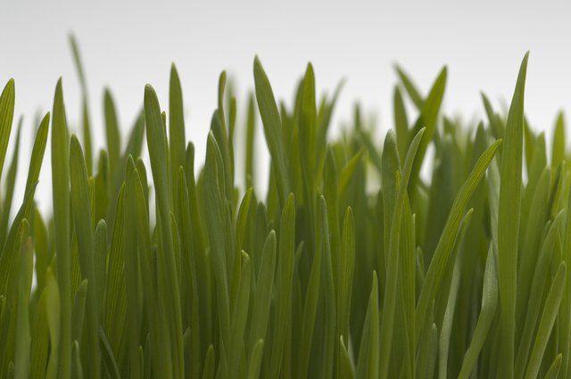 Wheatgrass, close-up