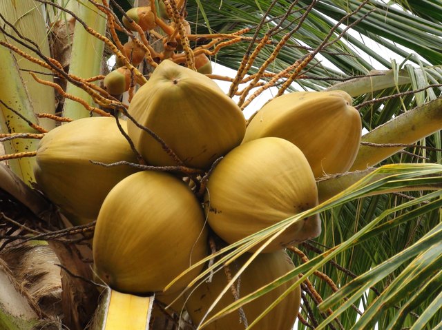 Looking At Healthy Coconut Fruits Tree In Vinales Cuba