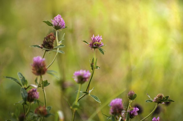 Trifolium pratense - Red clover in different flowering stages
