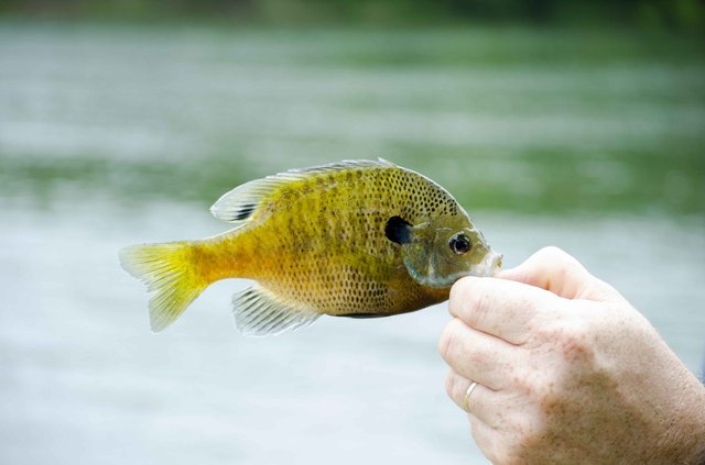 How to Clean, Gut & Cook Bluegill | livestrong