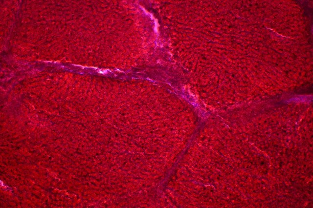 Liver cells under the light microscope. Leberzellen