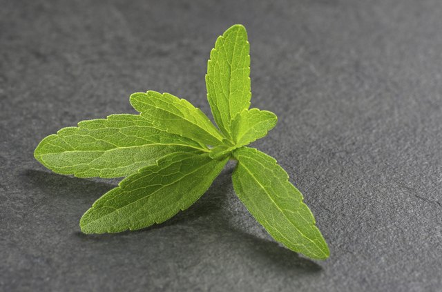 Stevia leaves on a slate plate