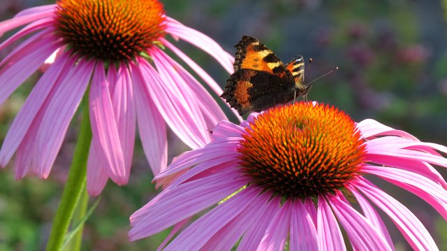 Small tortoiseshell butterfly on a Coneflower