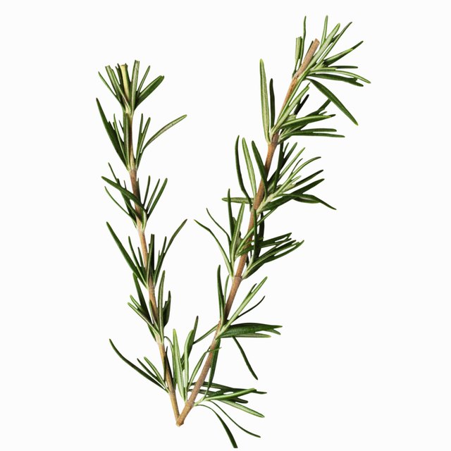 Close-up of rosemary