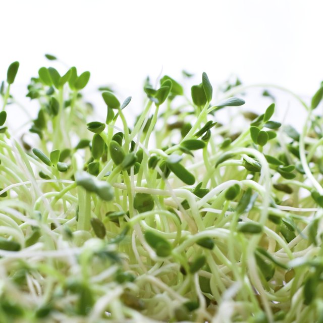 fenugreek-sprout-nutrition-livestrong