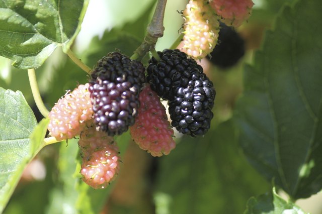 Mulberries on a mulberry tree