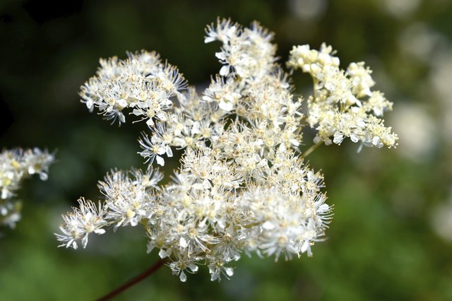 Filipendula Ulmaria is in bloom.
