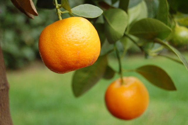 Tangerine