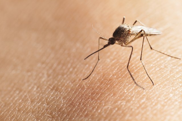 Vitamin B1 As A Mosquito Repellent | Livestrong.com