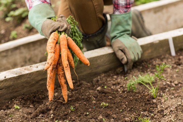 pros and cons of growing your own food essay