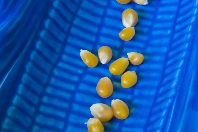 Corn Kernels