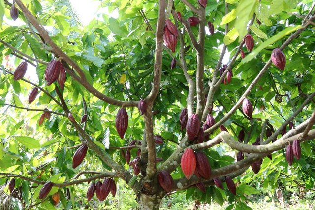 Pinrang cocoa plantations in South Sulawesi