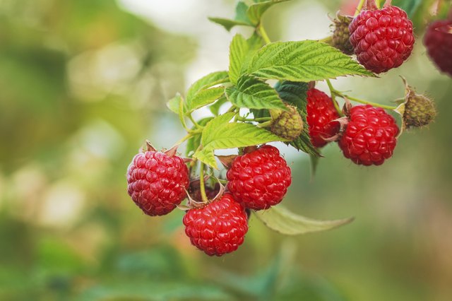 Raspberry. Raspberries. Growing Organic Berries closeup