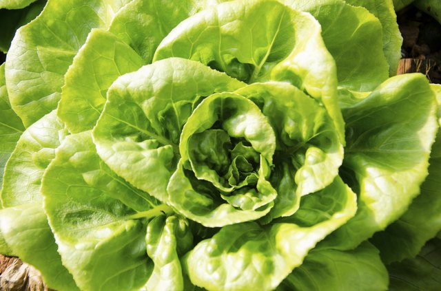 Close up shot of Butterhead Lettuce, Organic garden