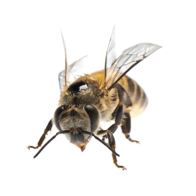 honey bee isolated