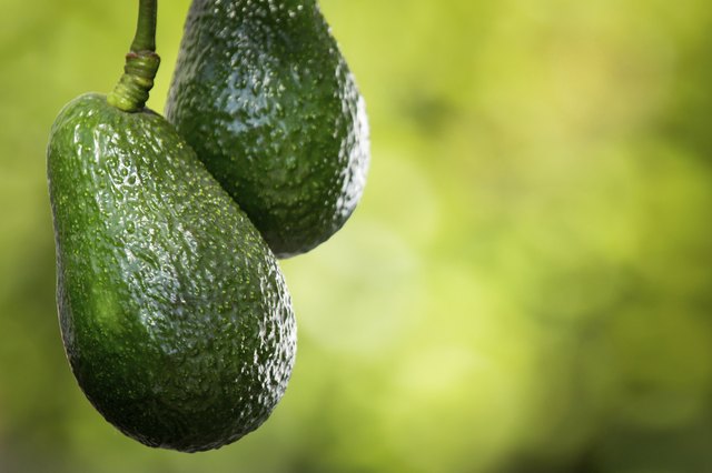 calories-in-one-small-avocado-livestrong