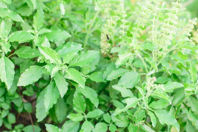Holy basil